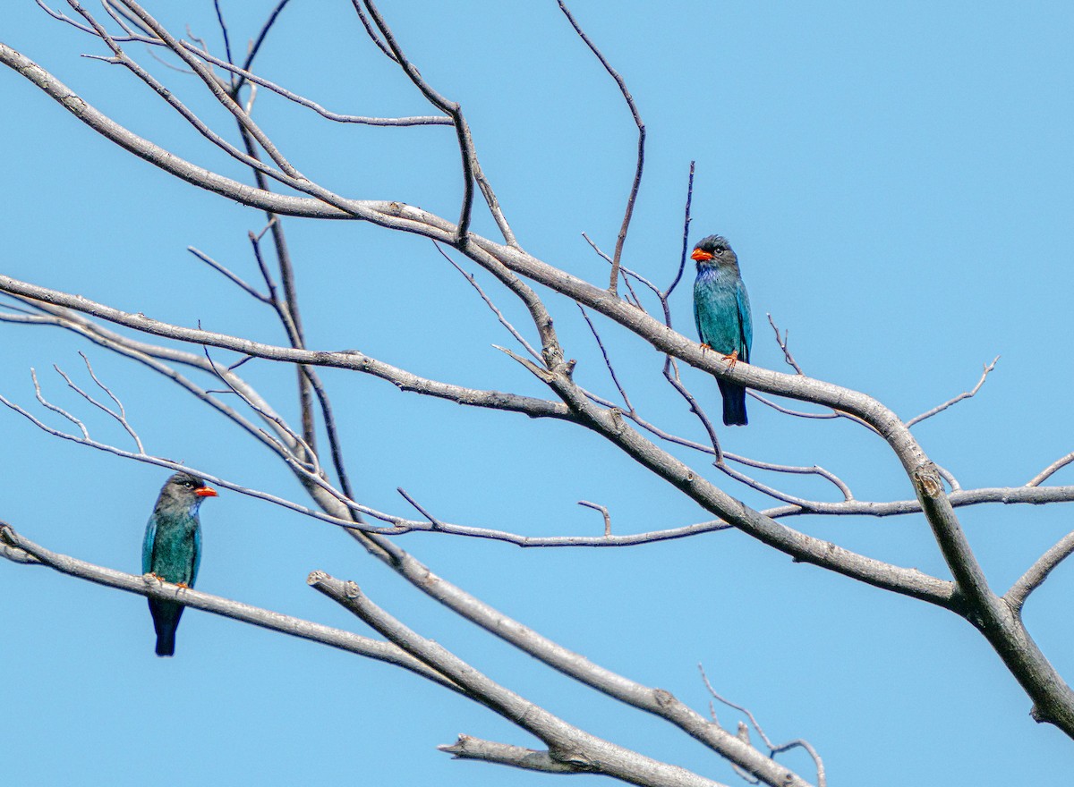 佛法僧 - ML646342602