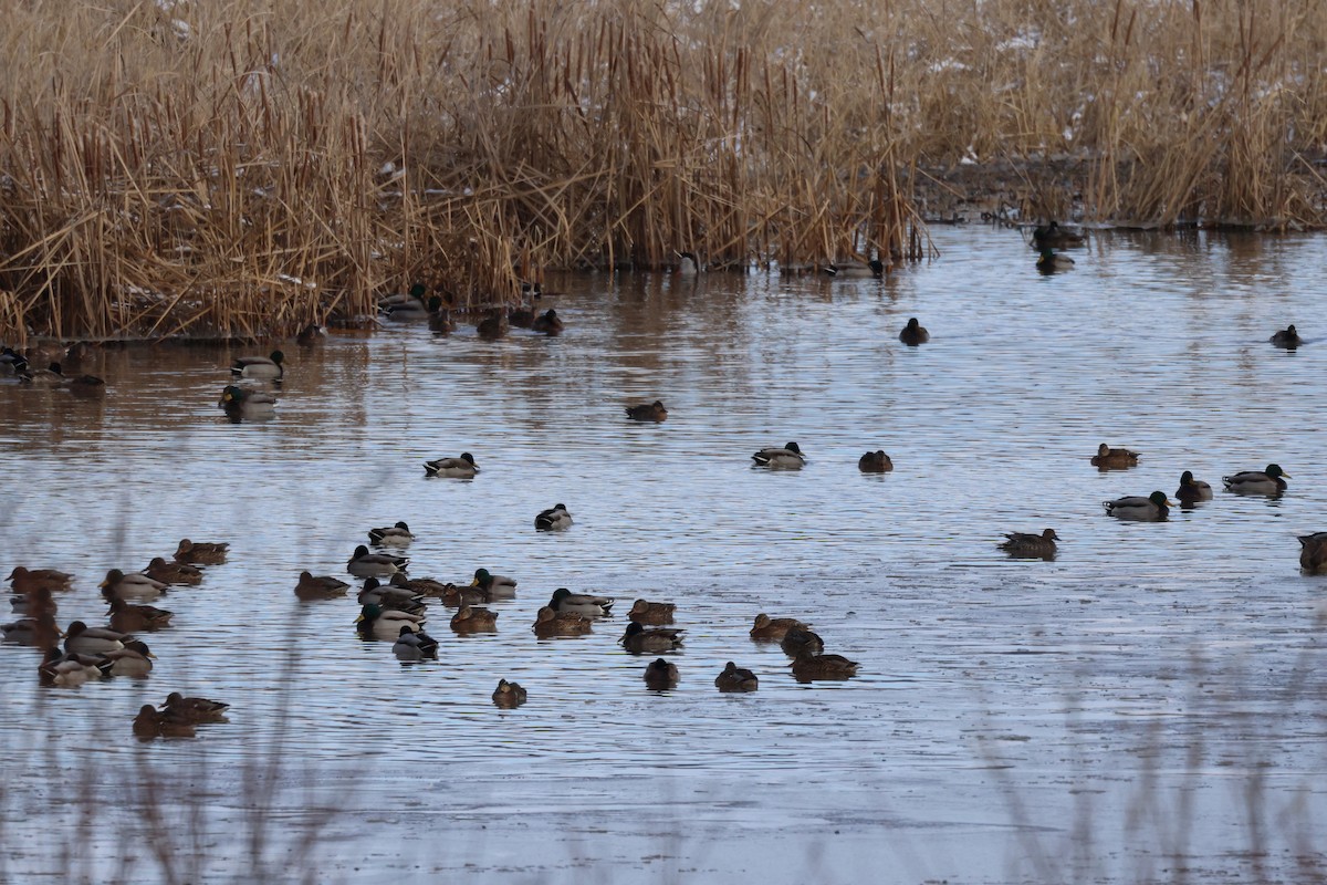 綠頭鴨 - ML646342603