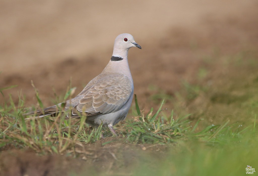 灰斑鳩 - ML646342605