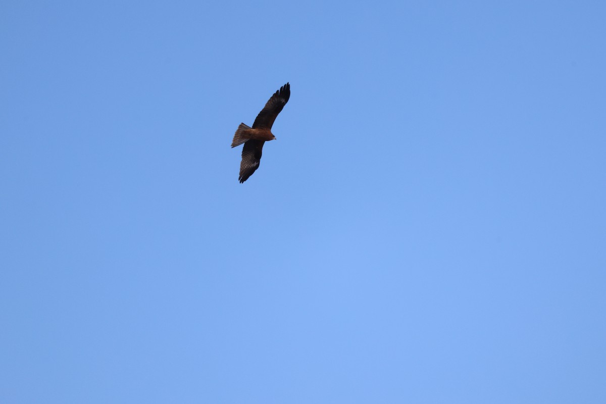 Шуліка чорний - ML646342608