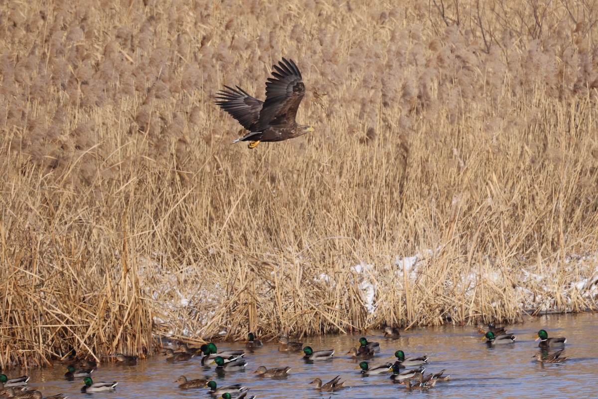 Орлан-білохвіст - ML646342615