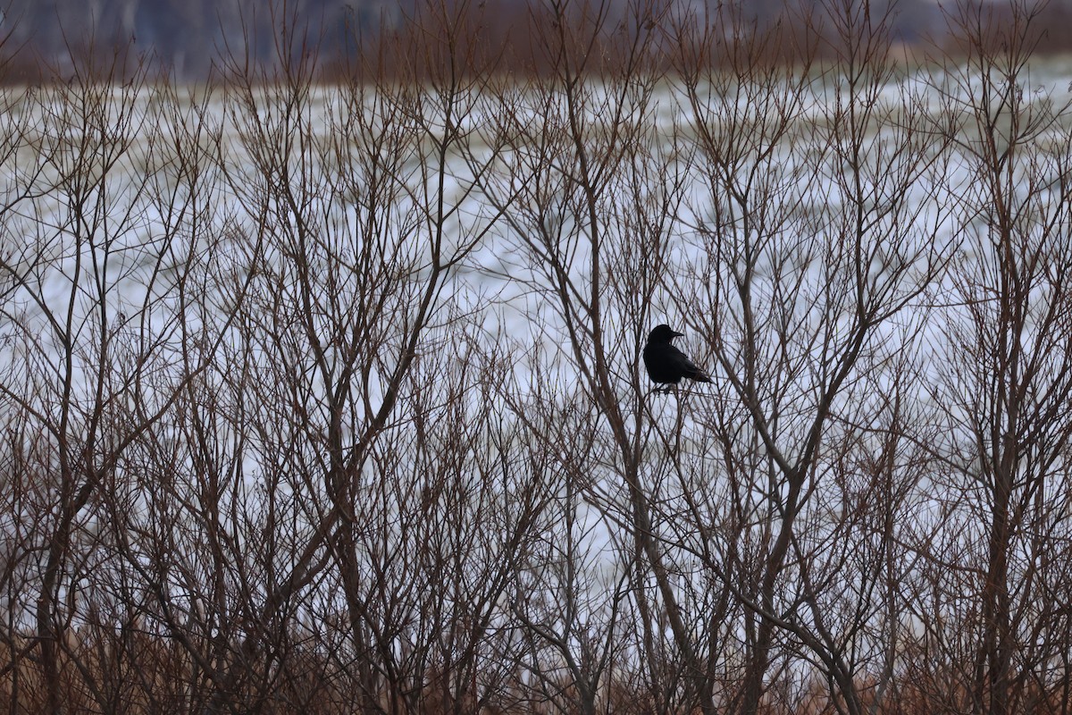 Ворона чорна - ML646342617
