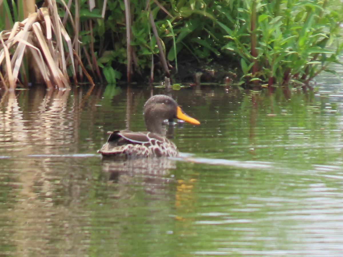 Yellow-billed Duck - ML646342622