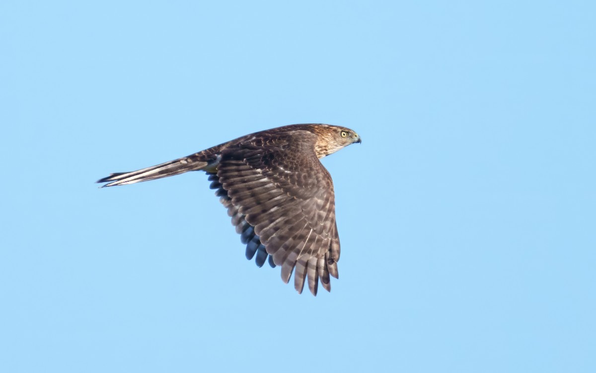 Cooper's Hawk - ML646342623