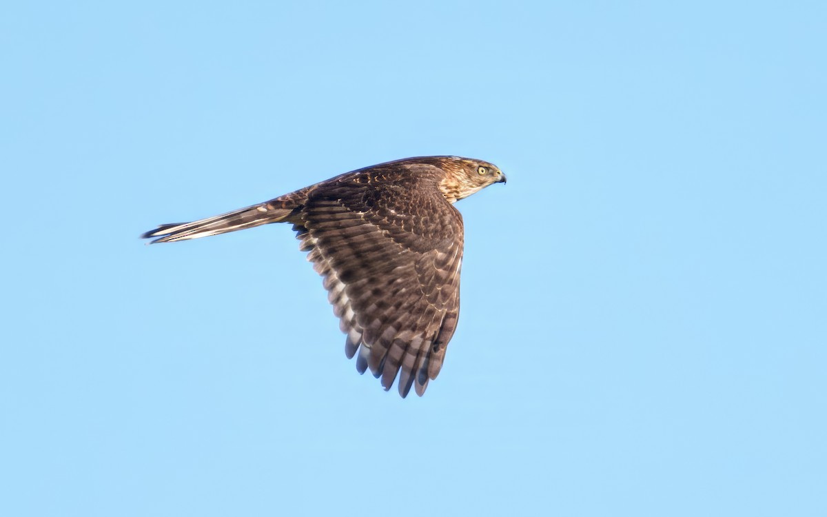 Cooper's Hawk - ML646342624