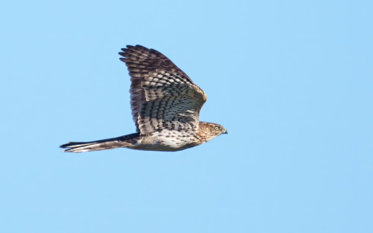 Cooper's Hawk - ML646342625