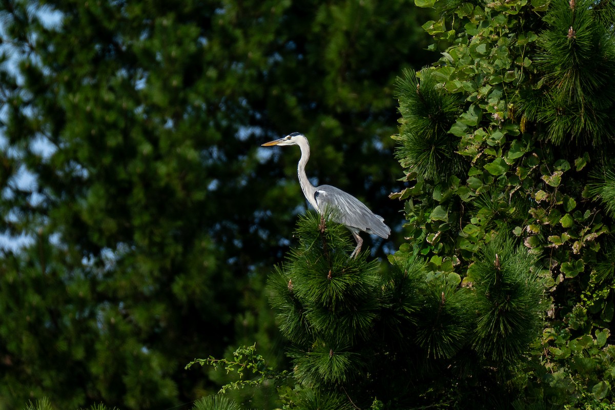 volavka popelavá - ML646342628