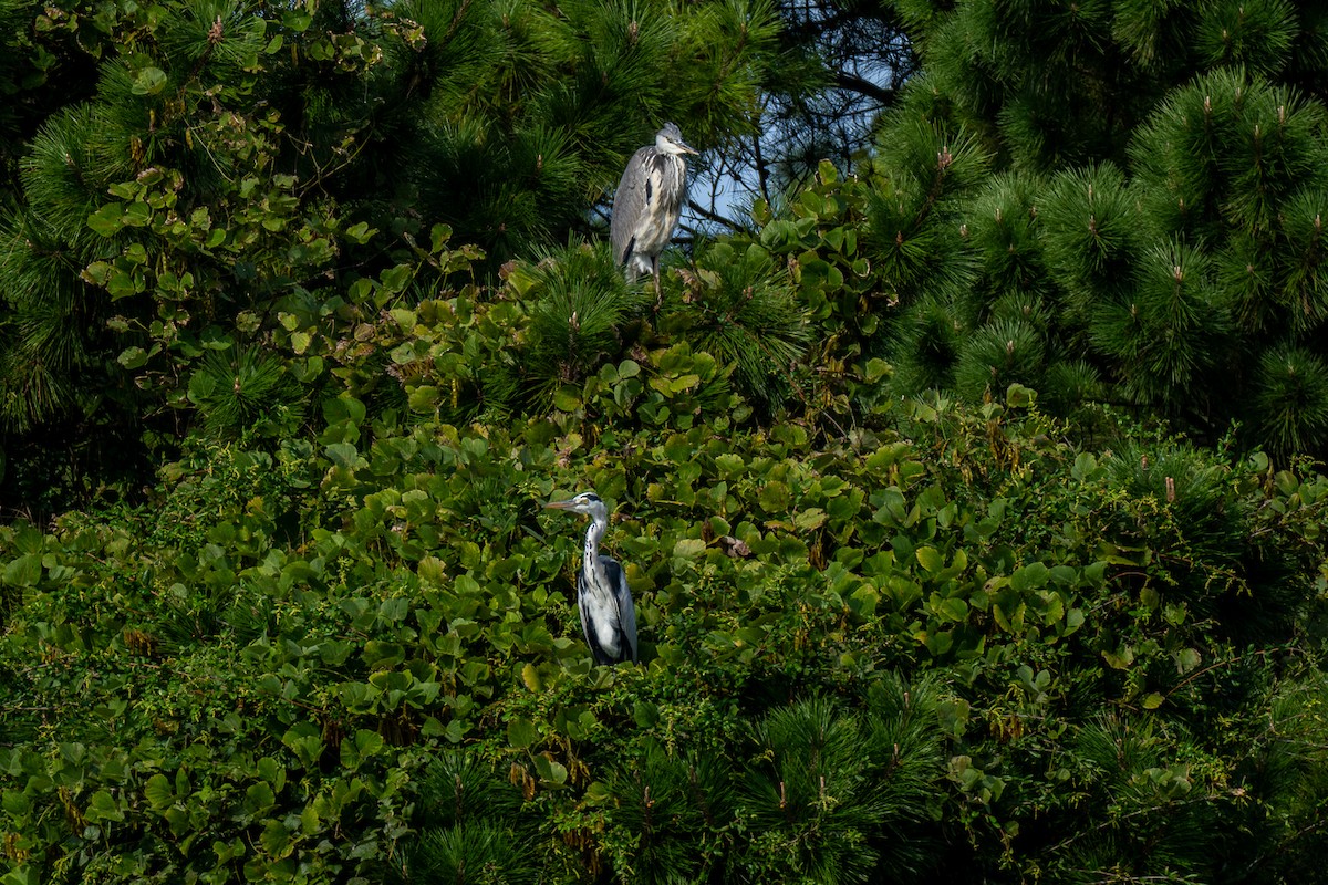 volavka popelavá - ML646342629