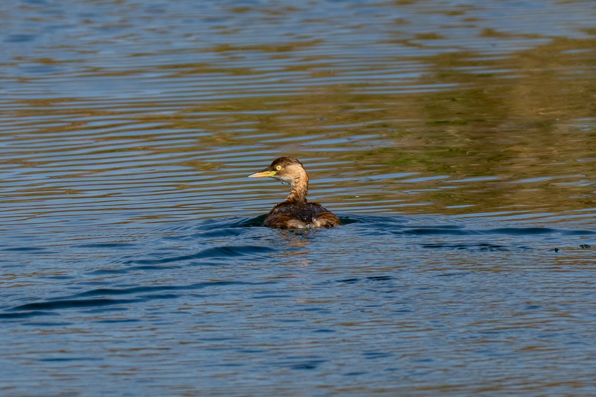 potápka malá - ML646342635