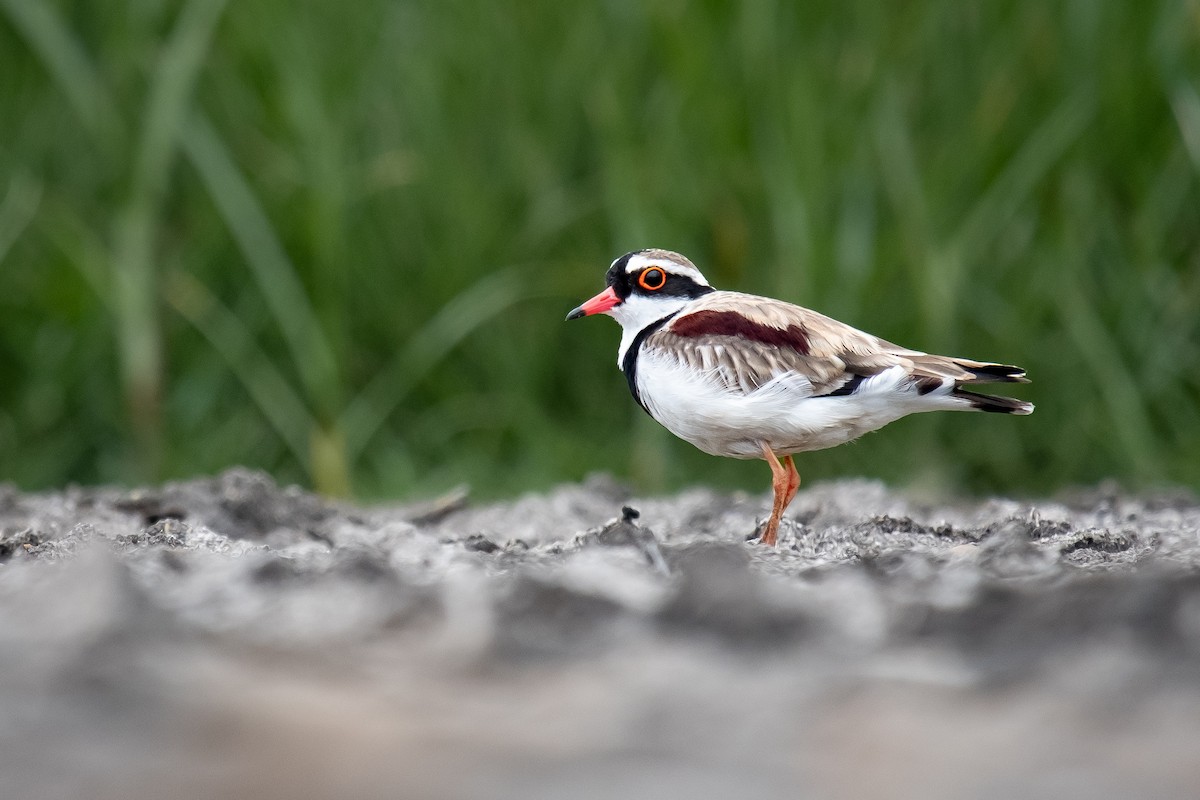 Black-fronted Dotterel - ML646342638