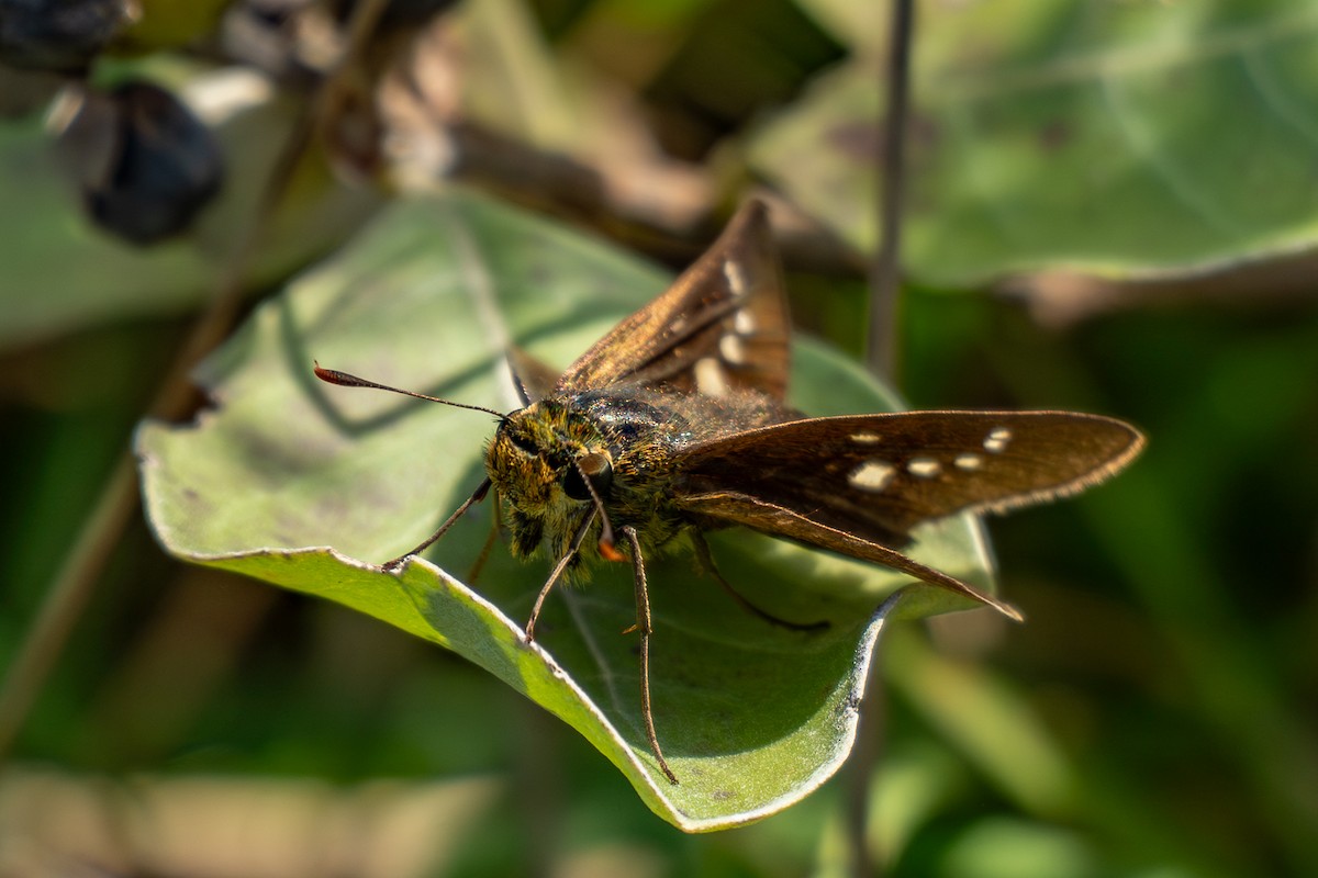 Common Straight Swift - ML646342640