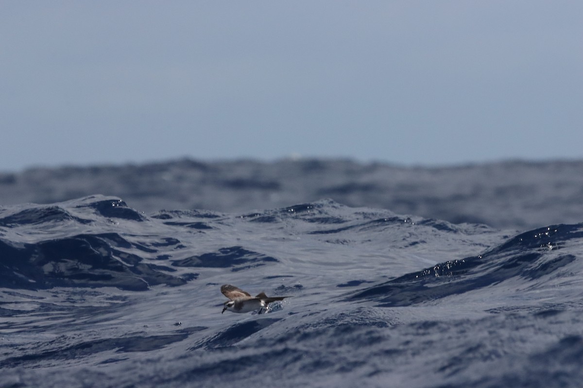 White-faced Storm-Petrel - ML646342647