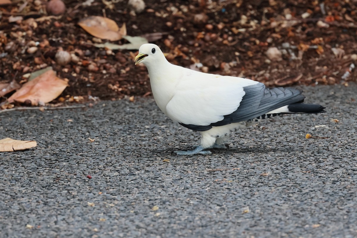 Torresian Imperial-Pigeon - ML646342648