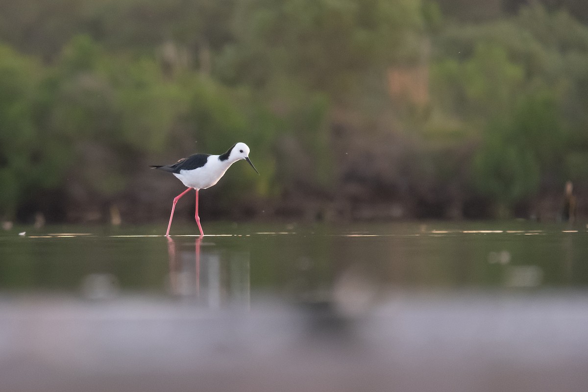 Pied Stilt - ML646342650