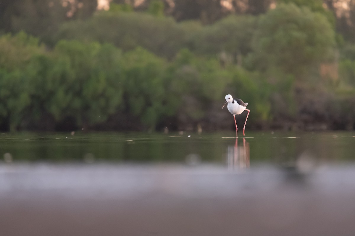 Pied Stilt - ML646342651