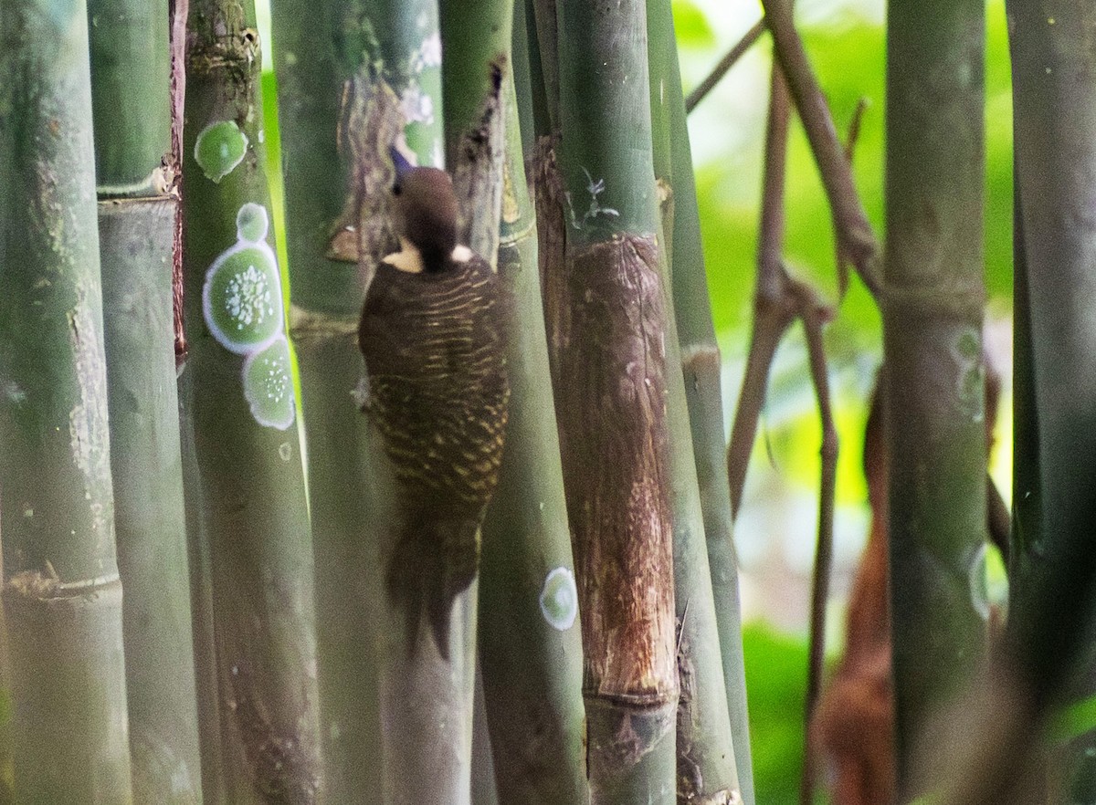 Pic tukki - ML646342652