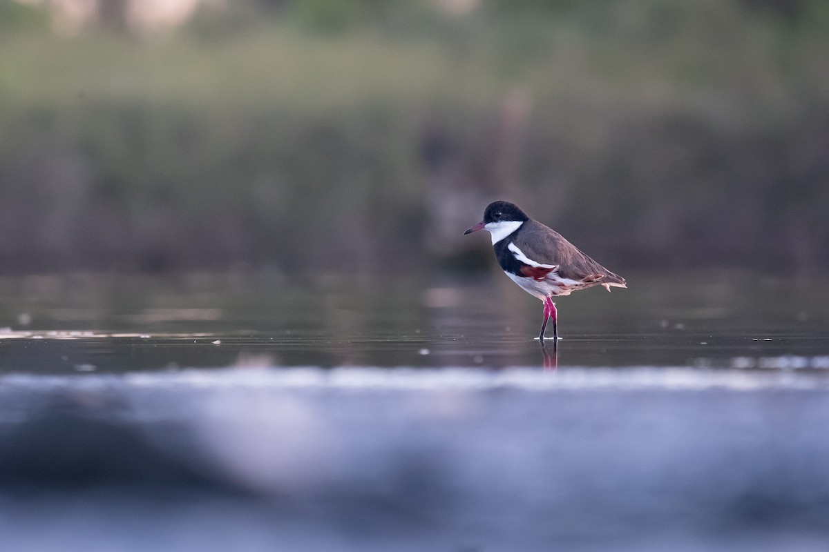 Red-kneed Dotterel - ML646342653