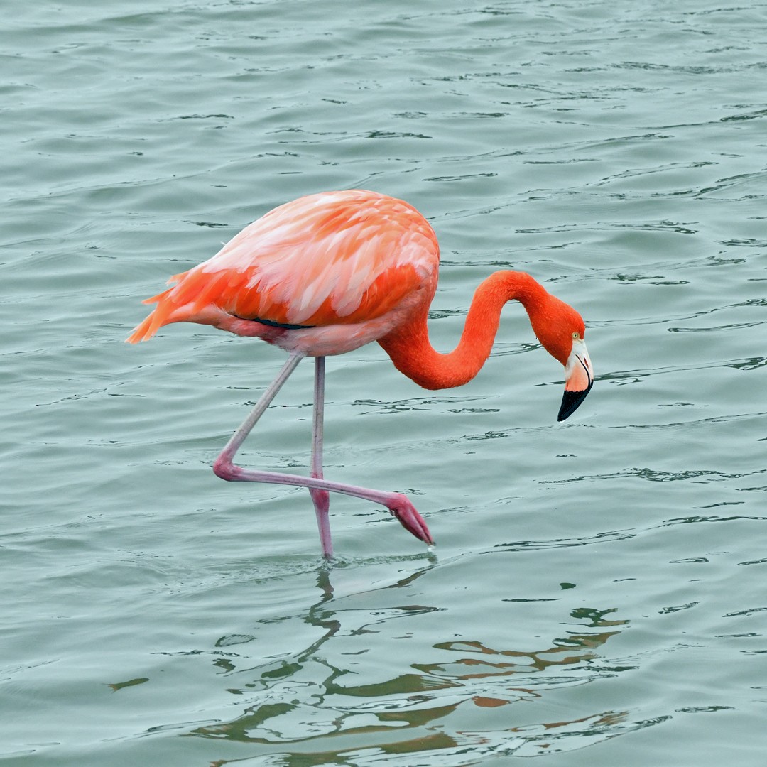 American Flamingo - ML646342656