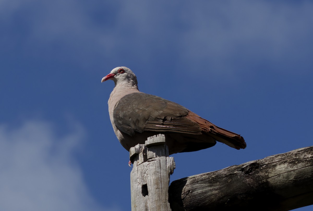 Pink Pigeon - ML646342658