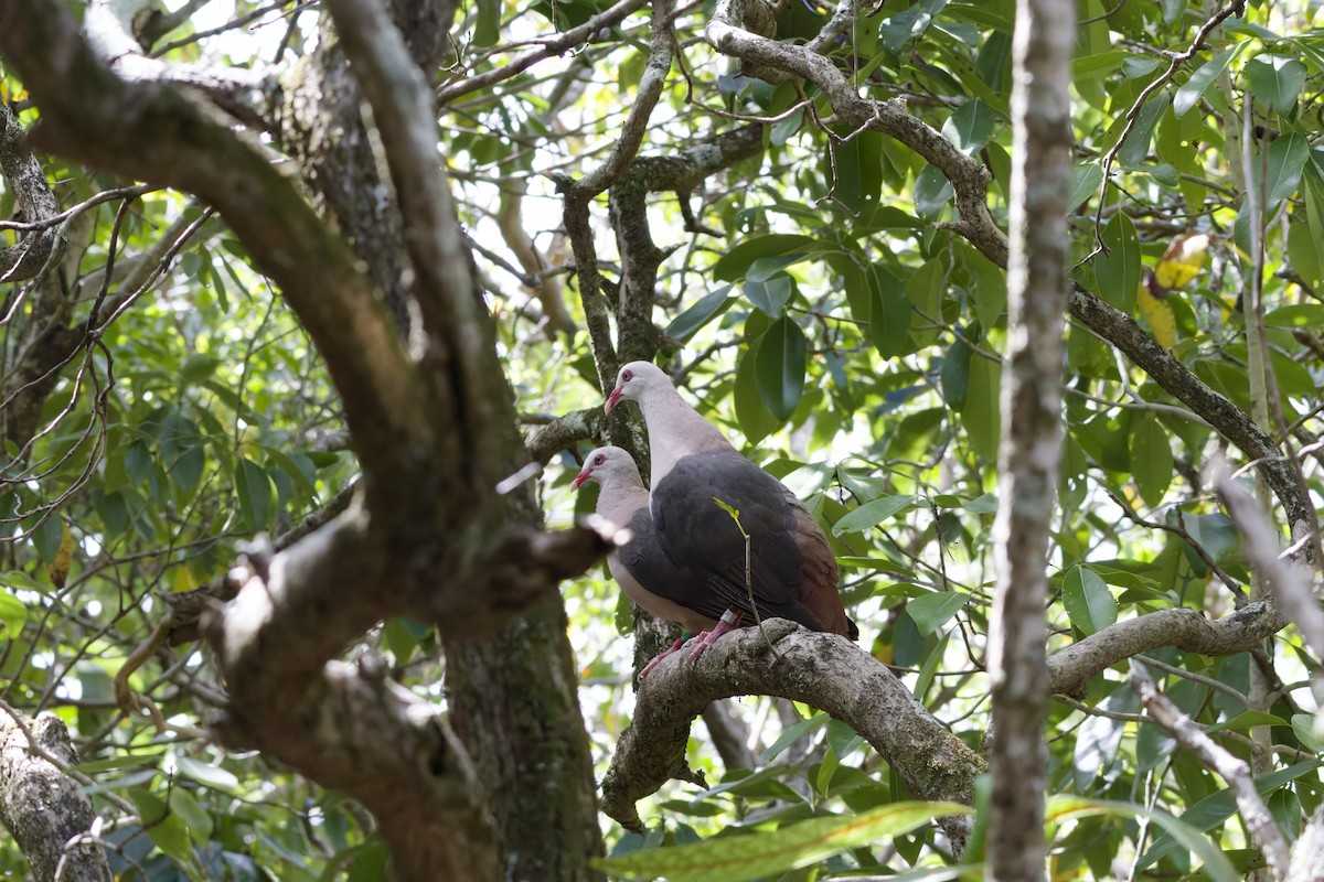 rosendue - ML646342659