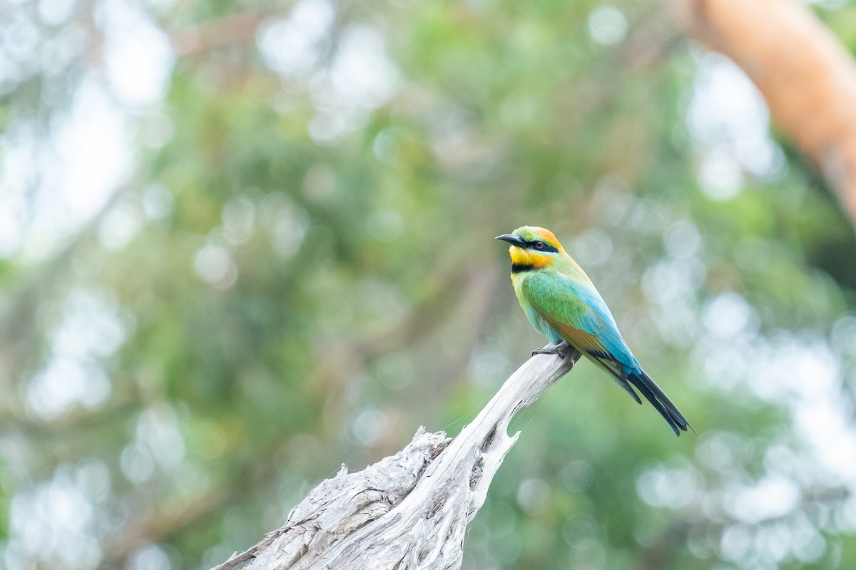 Rainbow Bee-eater - ML646342669