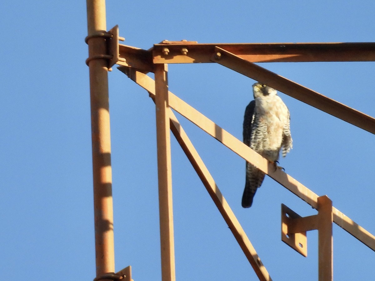 Peregrine Falcon - ML646342673