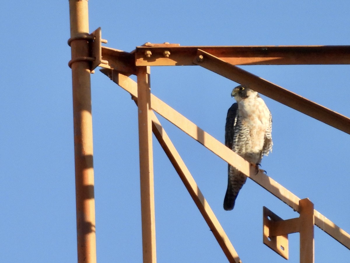 Peregrine Falcon - ML646342674