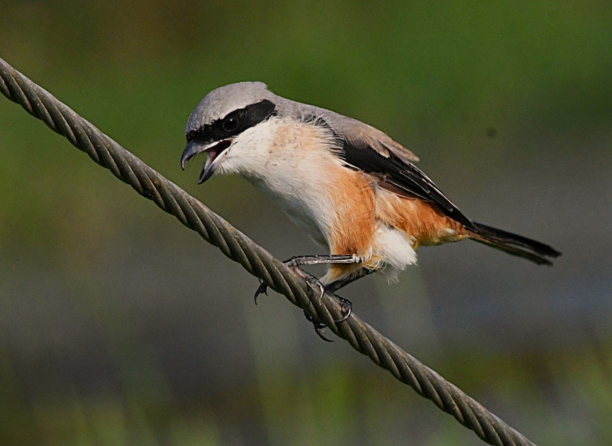 Long-tailed Shrike - ML646342675
