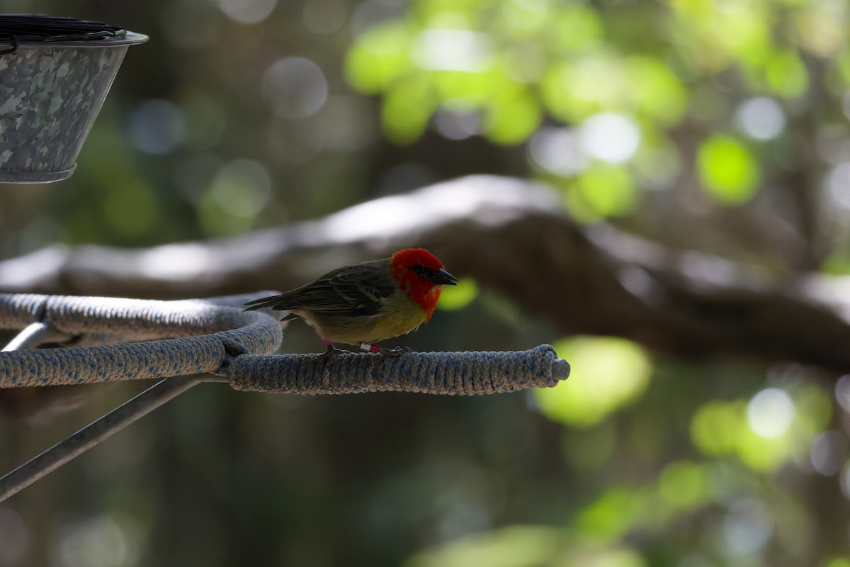 Mauritius Fody - ML646342677