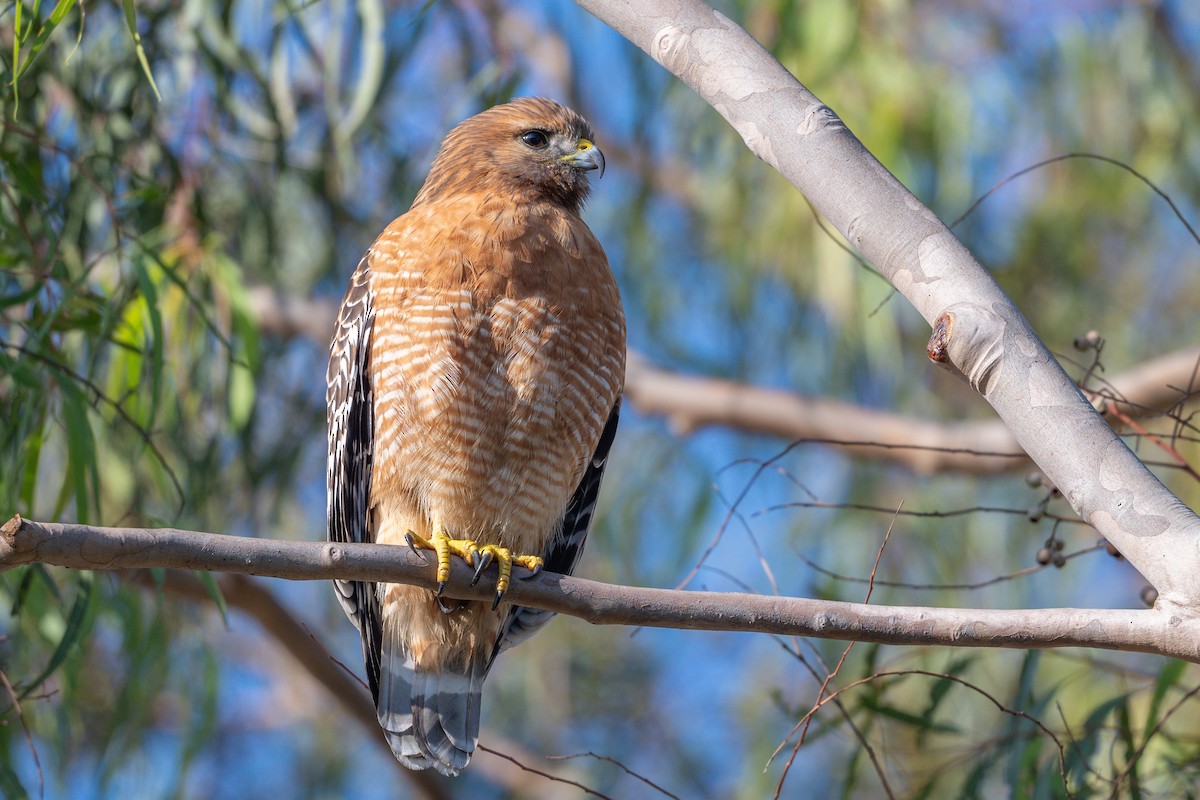 Red-shouldered Hawk - ML646342678