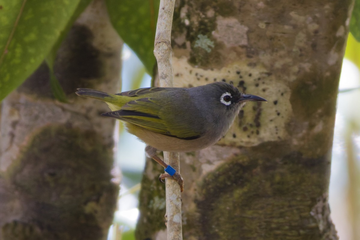 Mauritius White-eye - ML646342681