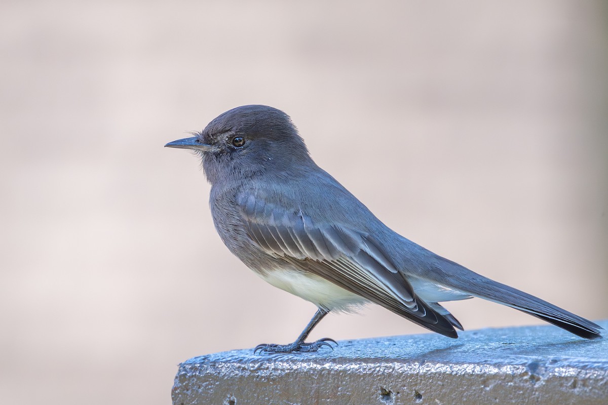 Black Phoebe - ML646342689