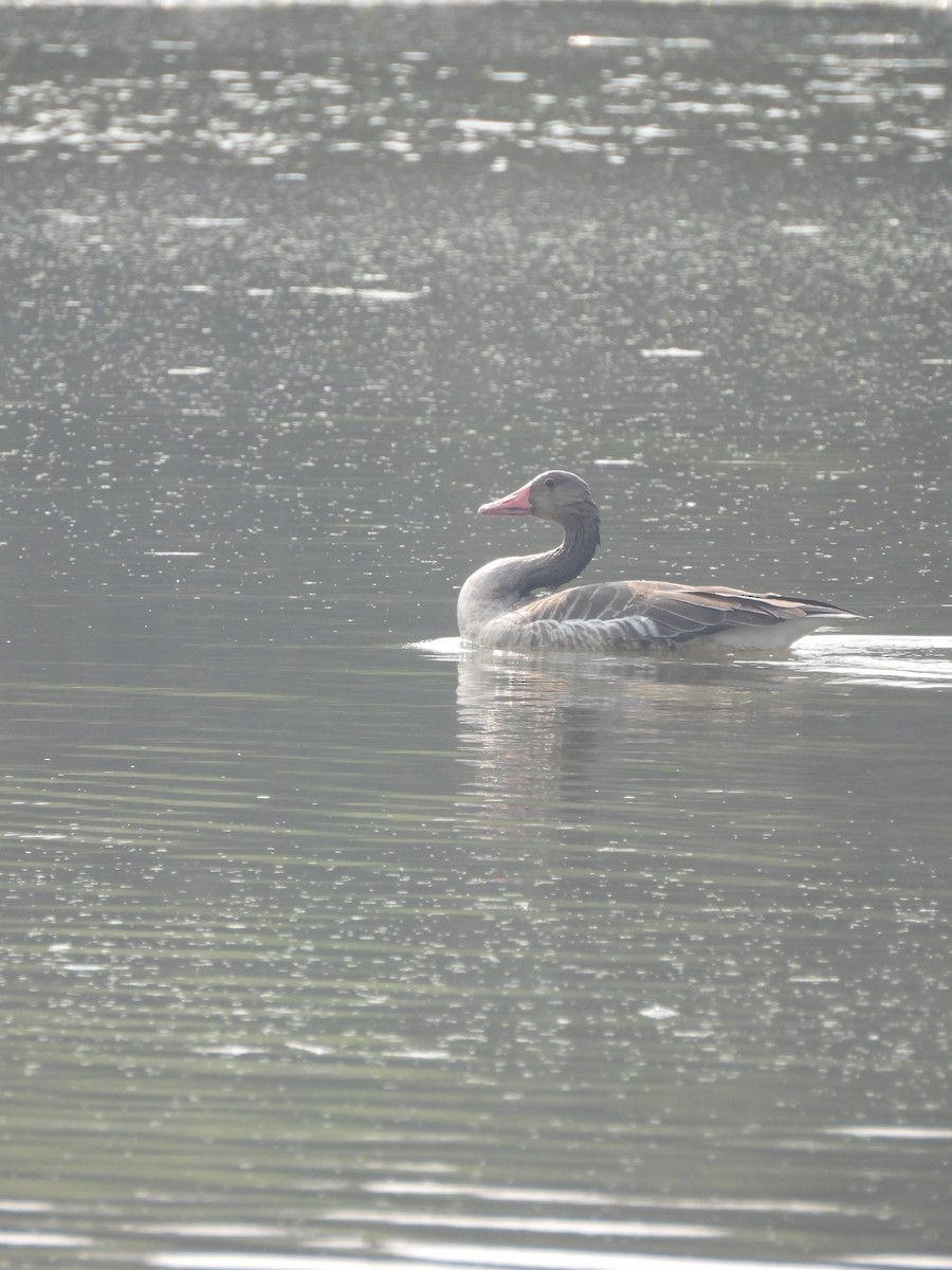 Oie cendrée - ML646342690