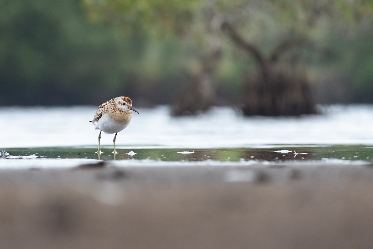 Sharp-tailed Sandpiper - ML646342693
