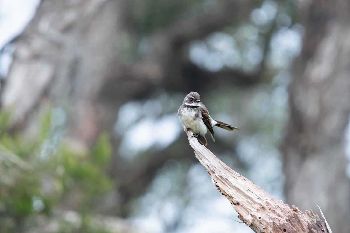 Gray Fantail - ML646342694