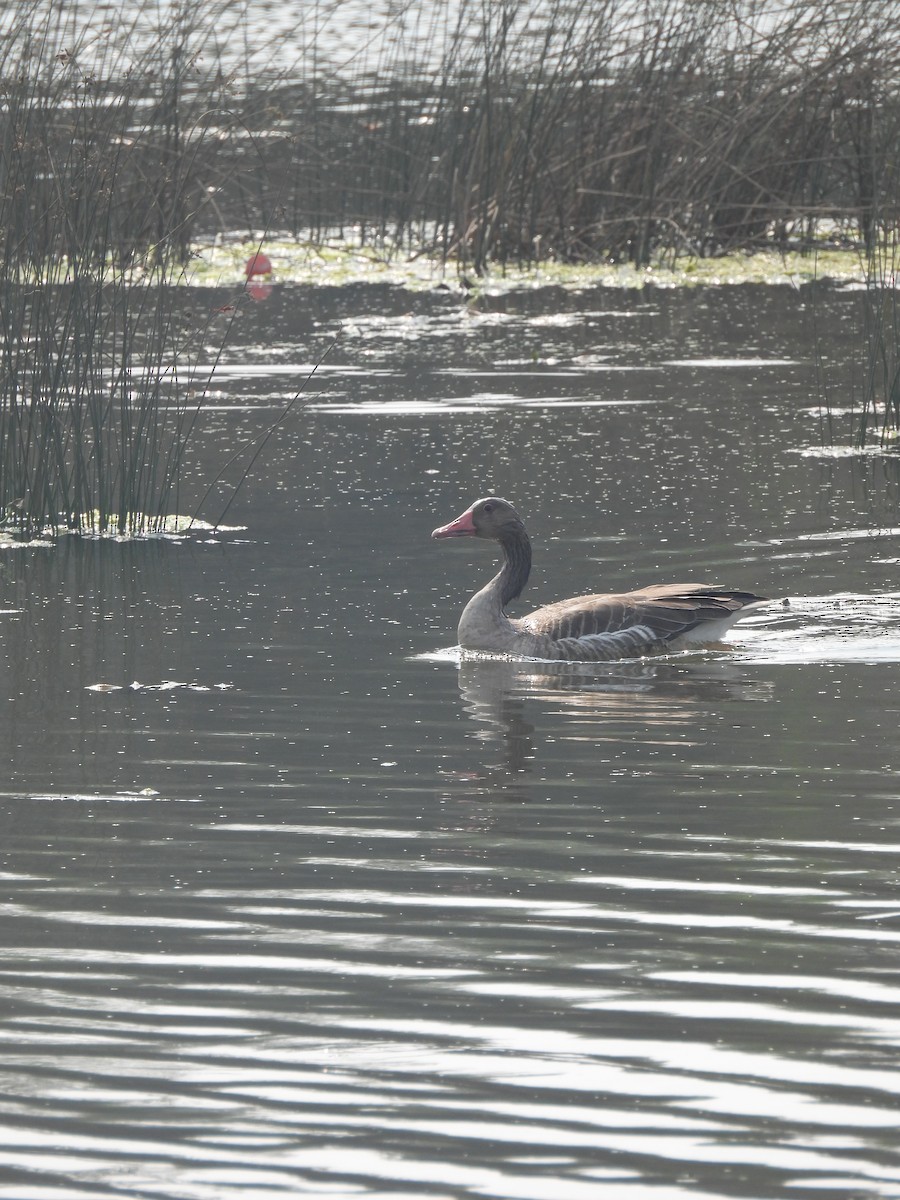 Oie cendrée - ML646342698