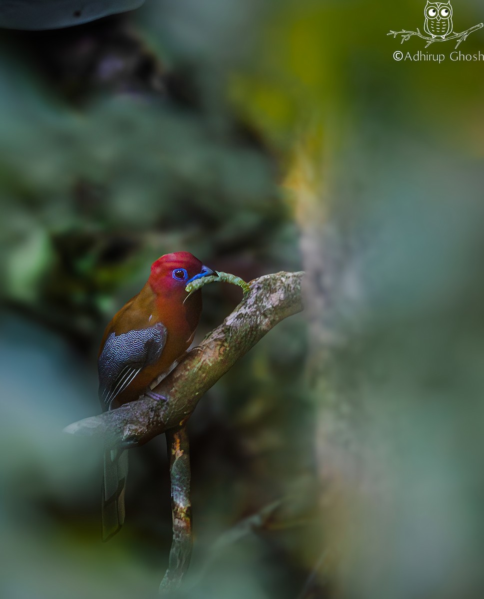 rødhodetrogon - ML646342702