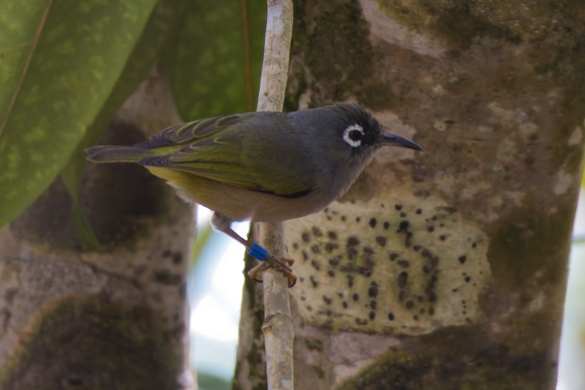 Mauritius White-eye - ML646342707