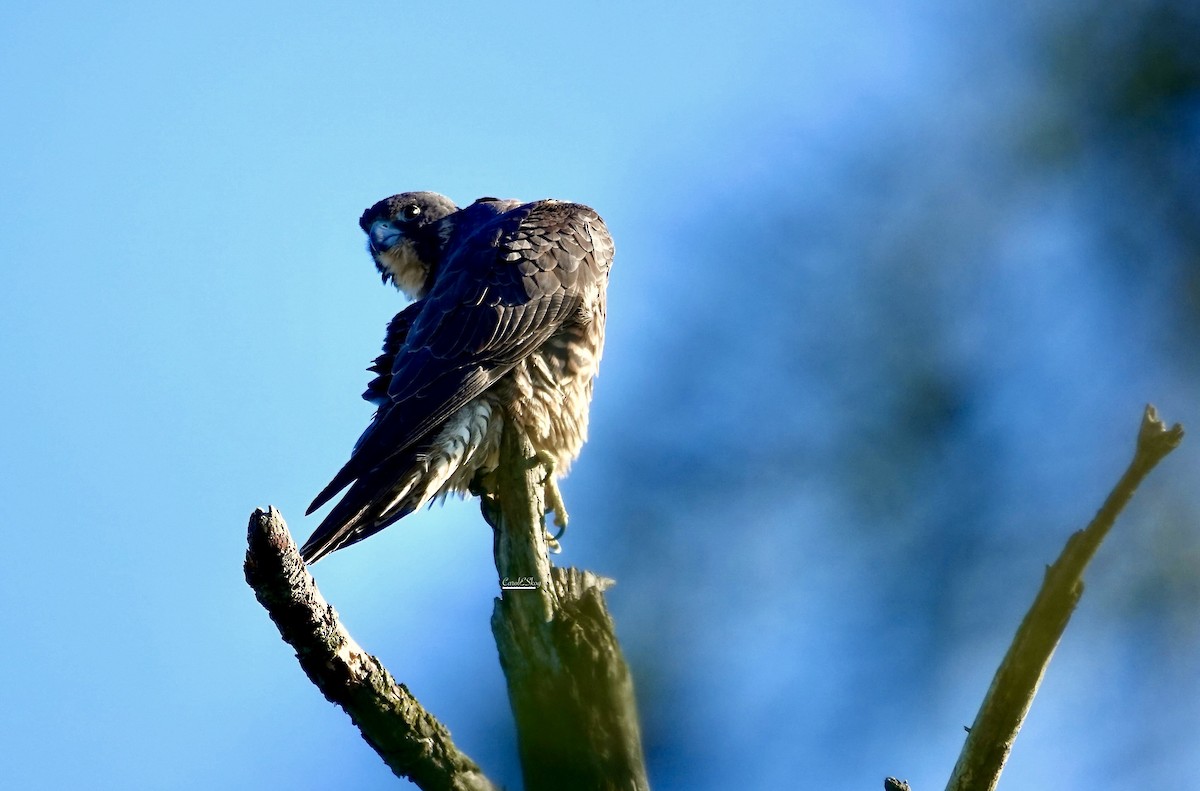Peregrine Falcon - ML646342719