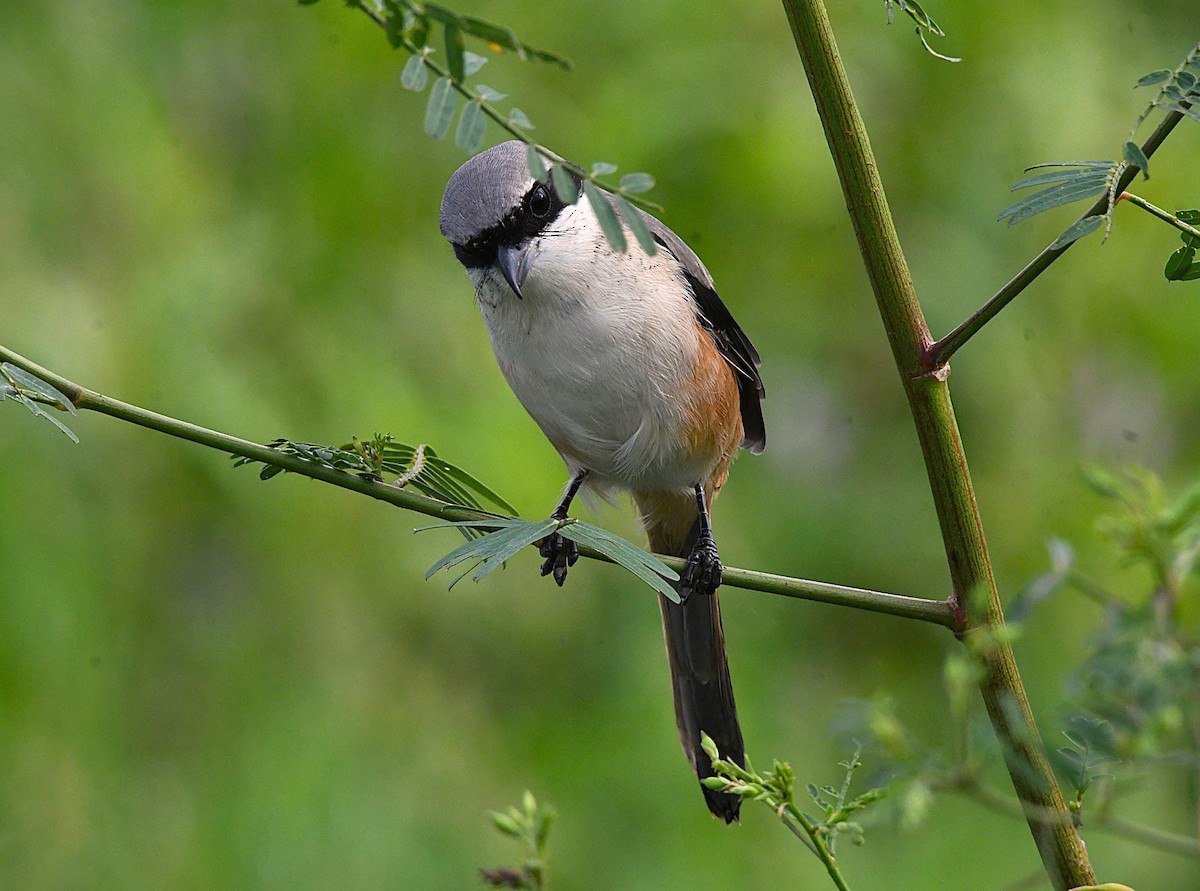 Long-tailed Shrike - ML646342722