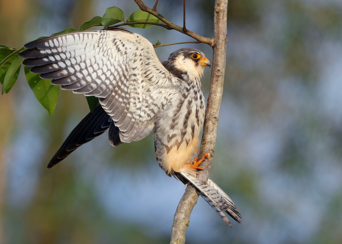 Amur Falcon - ML646342724