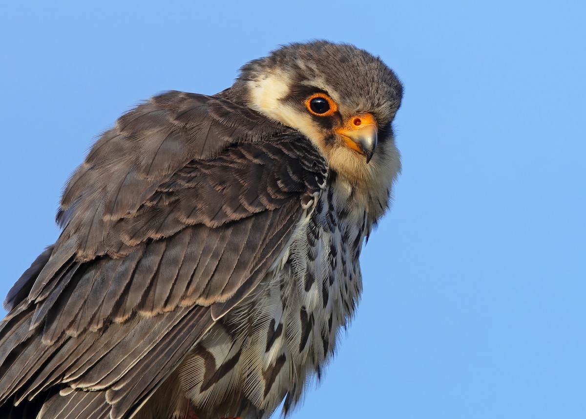 Amur Falcon - ML646342726