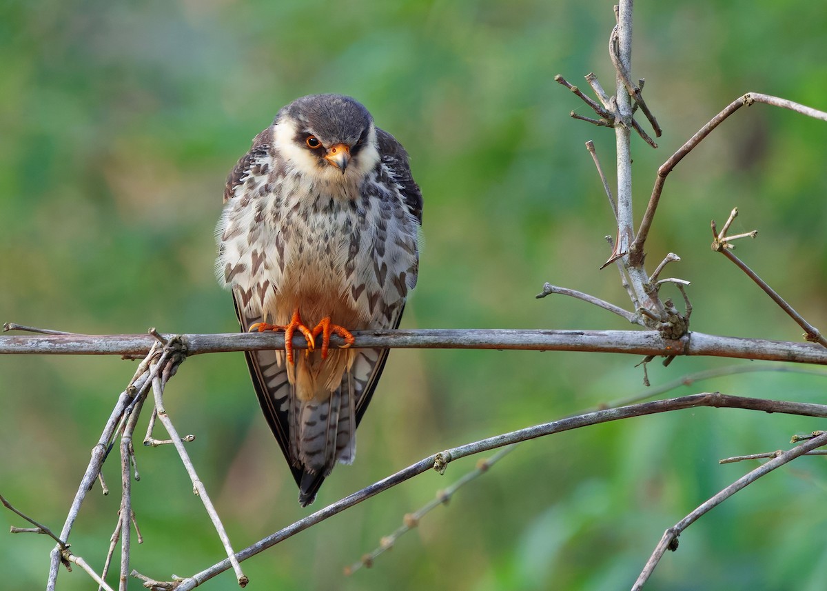 Amur Falcon - ML646342727