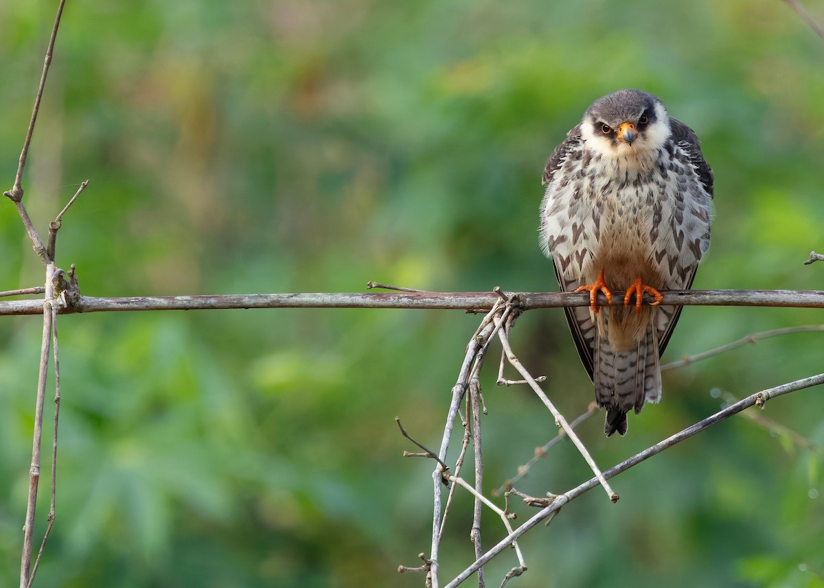 Amur Falcon - ML646342728