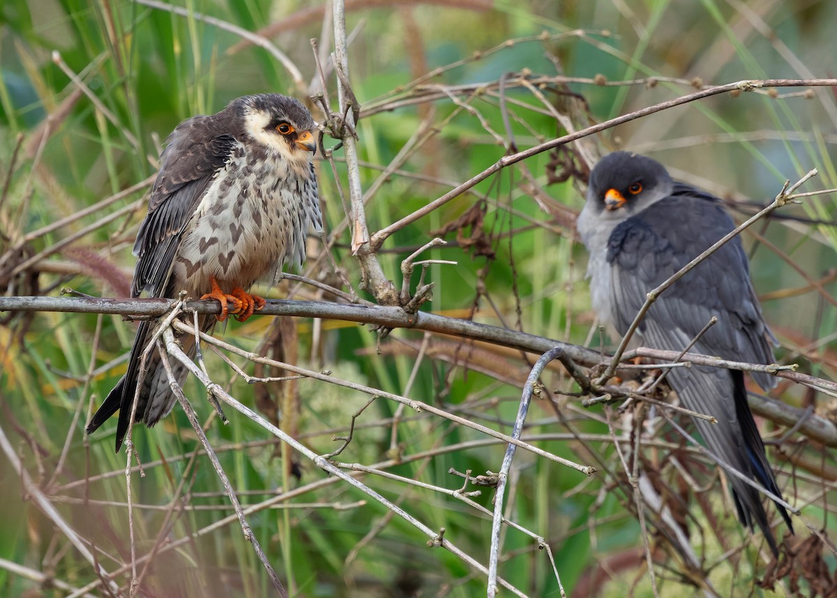 Amur Falcon - ML646342729