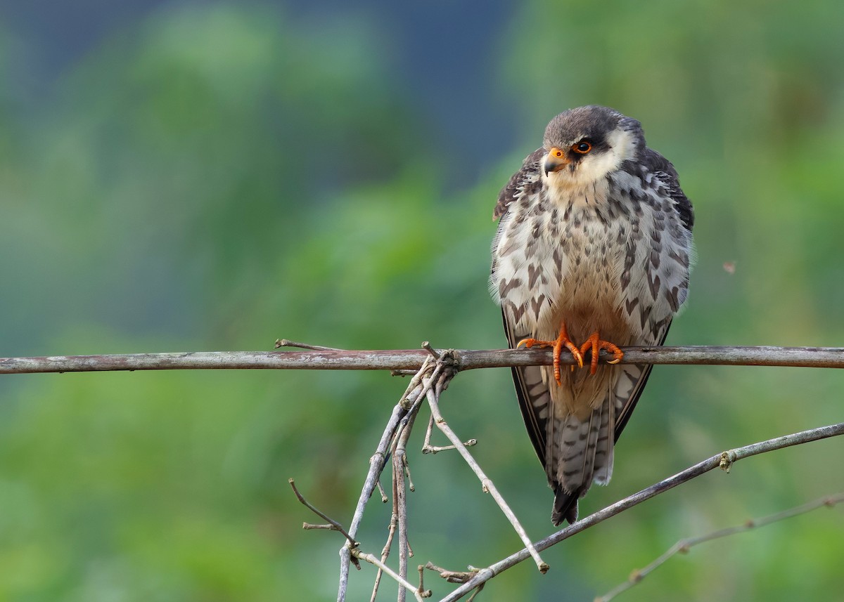 Amur Falcon - ML646342731