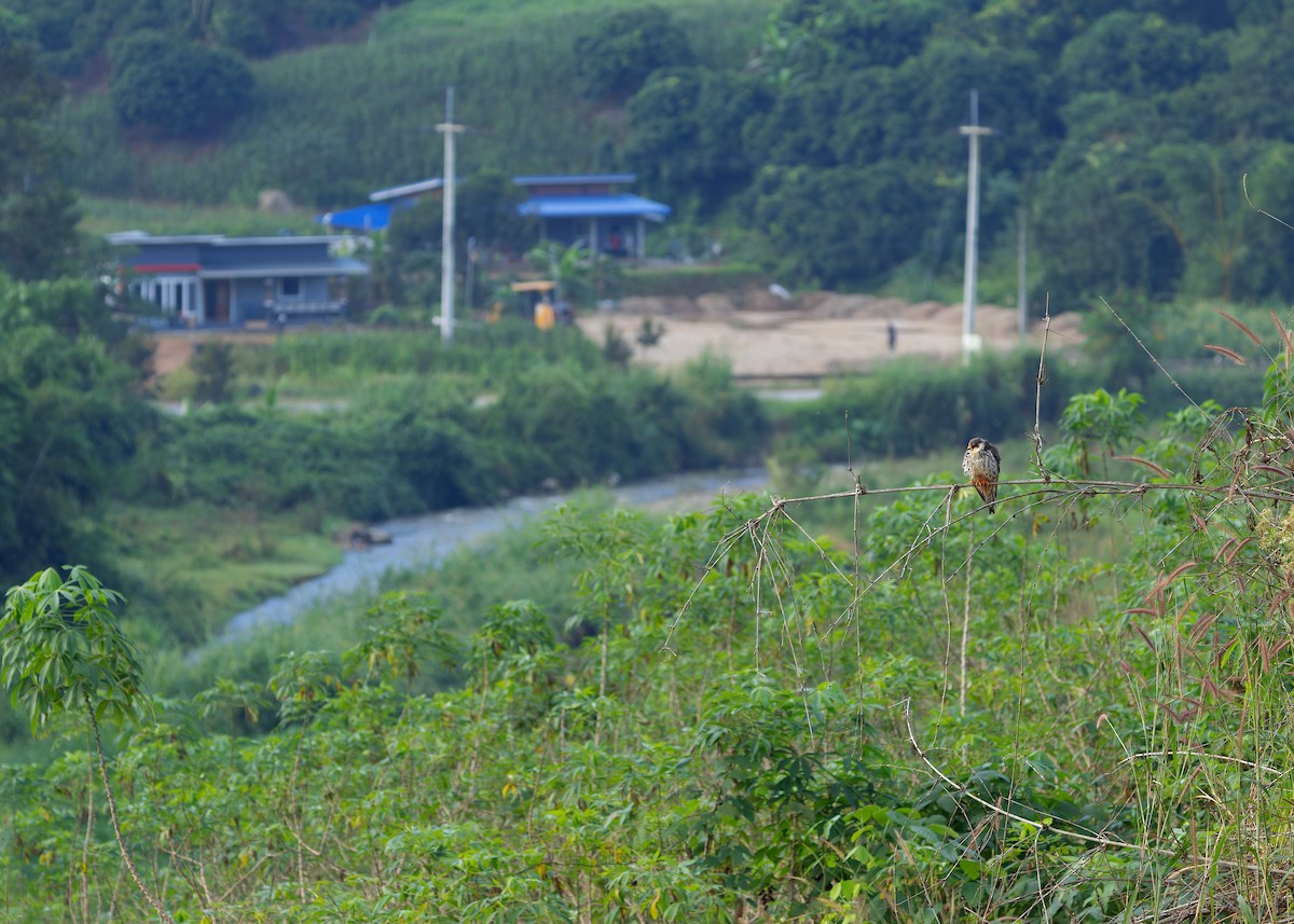 Amur Falcon - ML646342732