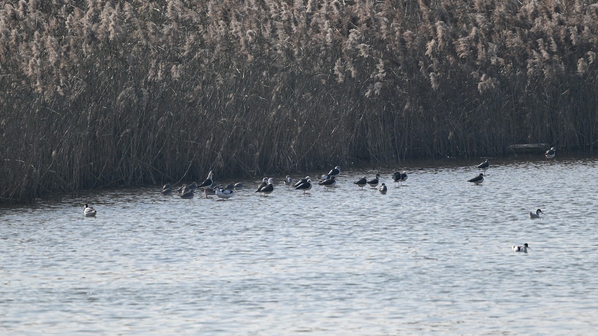 Zankaluze eurasiarra - ML646342733