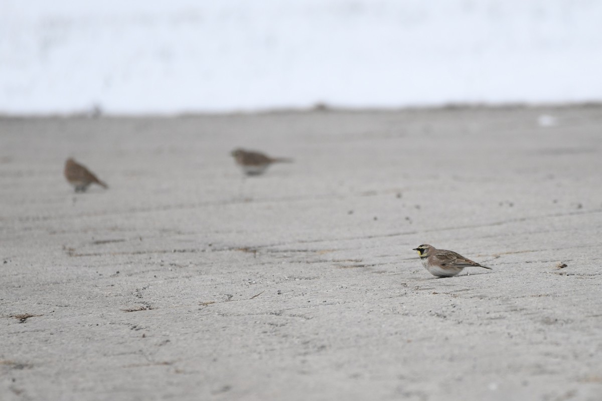 Horned Lark - ML646342746