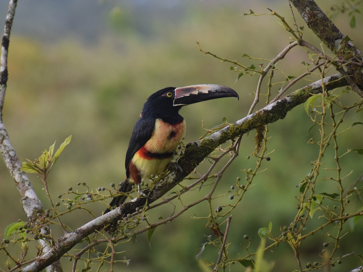 Collared Aracari - ML646342747
